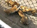 Tigers Fighting Over Raw Beef in the Harbin Tiger Park