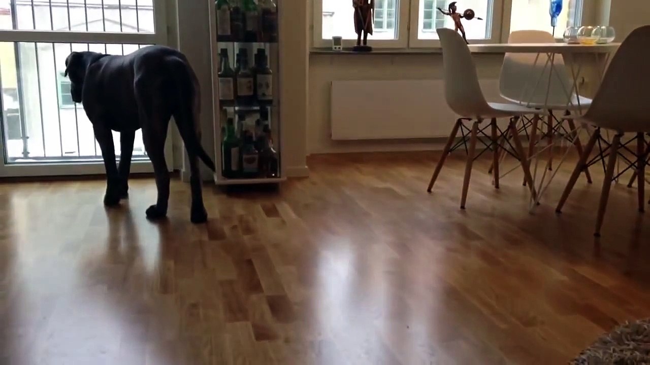 Cane Corso guarding her bones