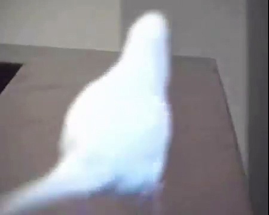 Budgie running like a velociraptor