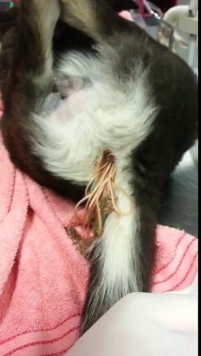 Please Worm your Dog - Intestinal Worms video shot at Hobart Community Vet Hospital