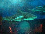 Sharks at Churaumi aquarium(Okinawa)