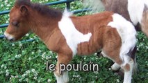 أسماء الحيوانات و الطيور ب اللغة الفرنسية : learn french : names of animals