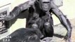 Mom desperately to protect baby Chimpanzee