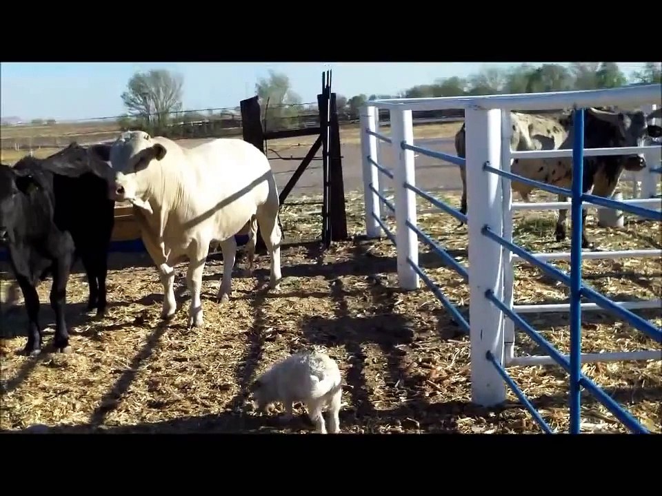 Charbray Bull
