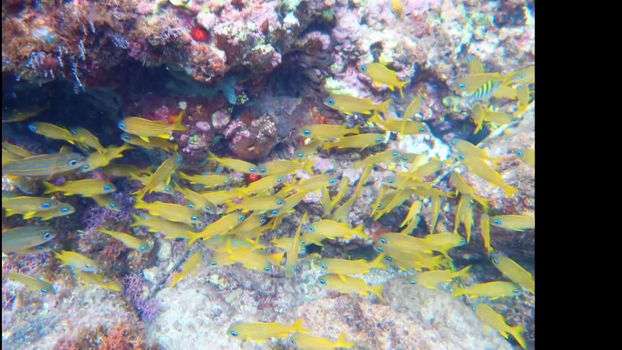 De tout et de rien...... (HD)