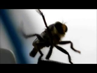 Fly Dance Moves! [REAL FLY CAUGHT DANCING] (HD)