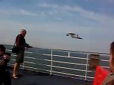 Man Vs Seagull showdown. Evil intimidating Seagull hovers beside ferry Dover to Calais.