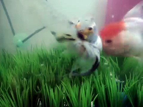 japon balığı yumurta