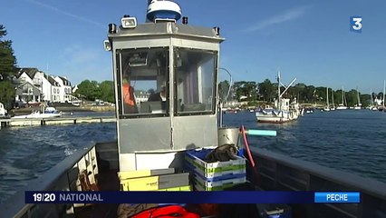L'Europe décide de limiter la pêche aux bars
