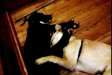 My Dog Snores Like A Man