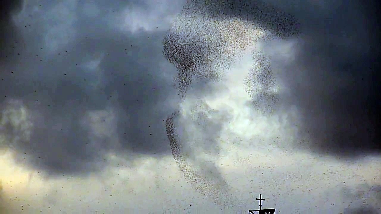 Birds Migrating Through Rome