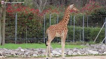 Les Girafes et un bébé Girafeau au parc de la Tête d'Or à Lyon