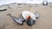 France: storms leave thousands of dead seabirds on beaches