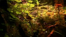 Chocolat goerami (Sphaerichthys osphromenoides) aquarium - planted tank 3rd update