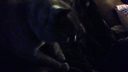 Cat Kneading