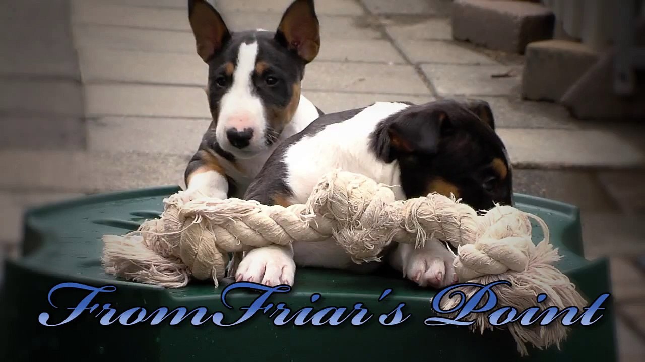 Mini Bull Terriers puppies From Friar's Point Joka & Kush