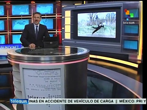 Estrena teleSUR programa sobre Copa América, De Chilena