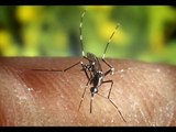 Hausmittel zur Abwehr von Schädlingen Schaben, Mücken und Ameisen