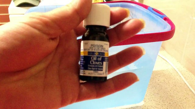 How to Humanely Euthanize a Goldfish Using Clove Oil Only