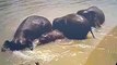 Discovery Wild Foundation Baby Elephants bathing   Elephants Wolds 360p