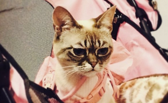 Sauerkraut the Cat Stops by RTM Studios During Her Nationwide Charity Tour