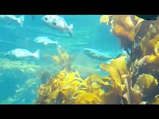 Monterey Bay Aquarium: Sea Otter Pup and Kelp Forest Exhibit