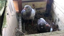 Babies Dewlap pigeons. حمام أبلق الشامي بحلس أحمر