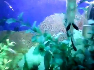 Mis peces - jcbf1080