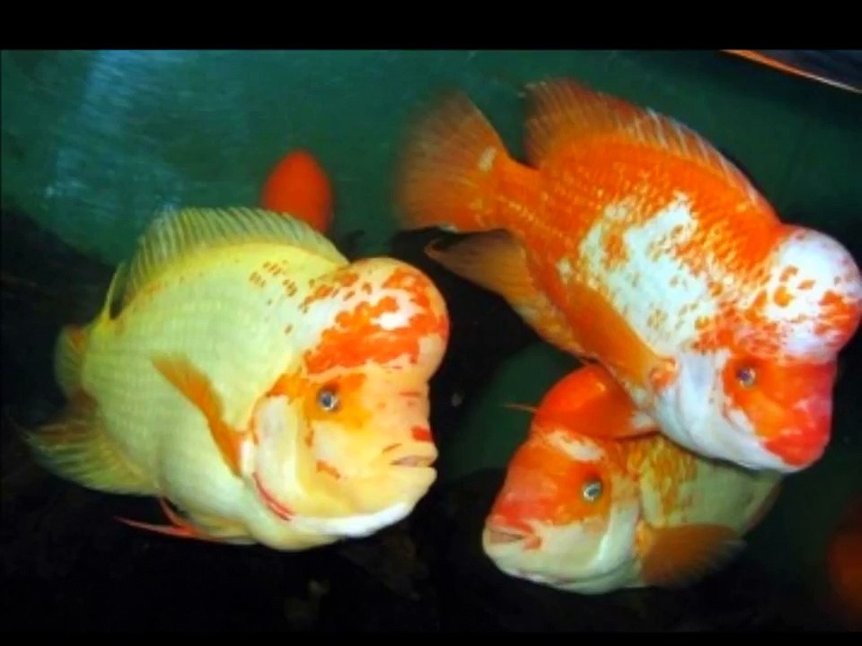 Red Devil Cichlid & Midas Cichlid
