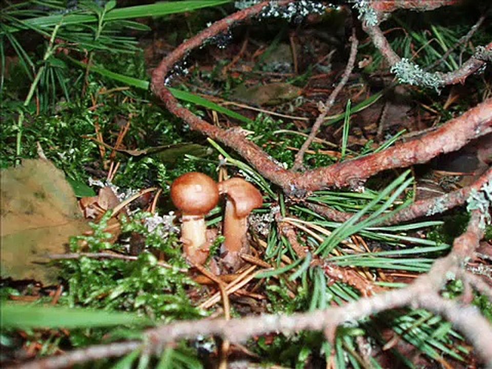 Russian Nature - Русская Природа