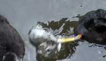 BRITISH WILDLIFE BIRDS COOT CHICK BEING FED BY PARENTS
