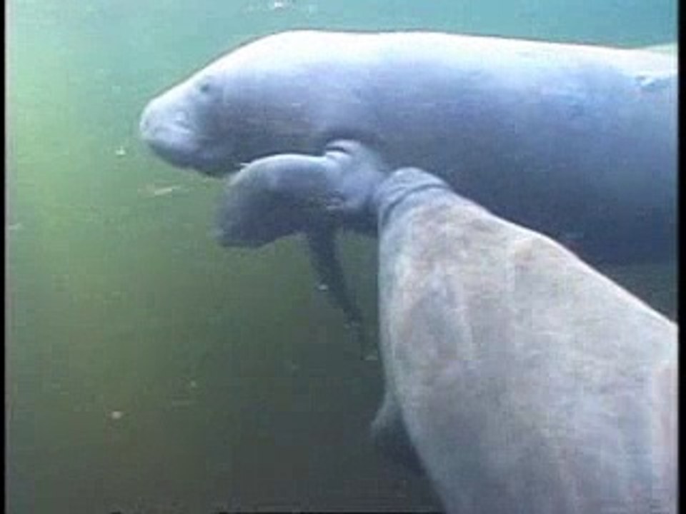 Manatee