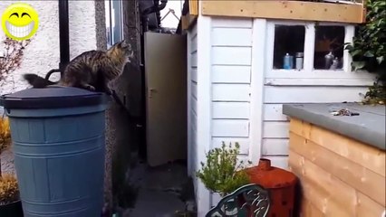 Скачать видео: Drôles De Vidéos De Chats Drôles Blagues Drôles Vidéos Drôles D'Animaux Drôle De Bébé 2015