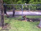 Police dog training, Miami K9 Enforcement German Shepherd