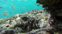 Underwater Maldives:  diving paradise