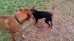 My two German Pinschers are hooked on the dog park! Kelowna BC's - Mission Creek Park