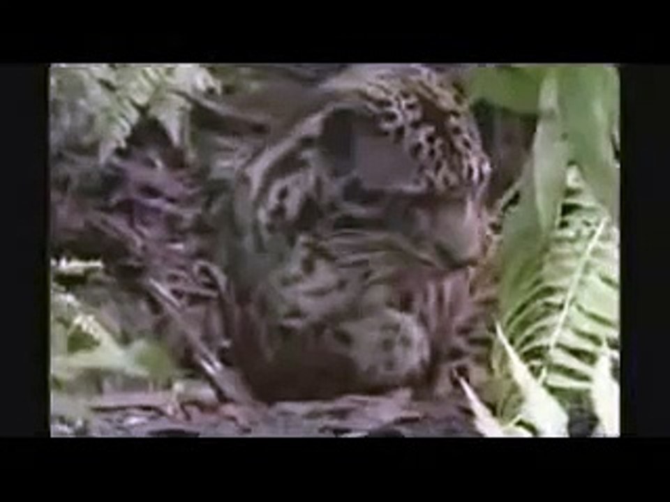 Pantera Nebulosa