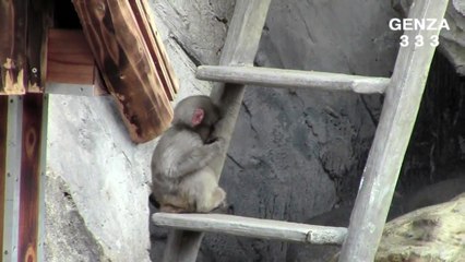Baby monkey is playing alone:cute baby animal