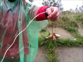 Норки атакуют