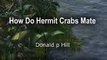How Do Hermit Crabs Mate