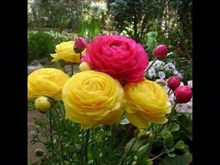 SURAH YASEEN  - SUDAIS ABDUL REHMAN