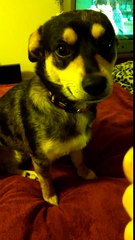 My dog Hurley doing some of his tricks