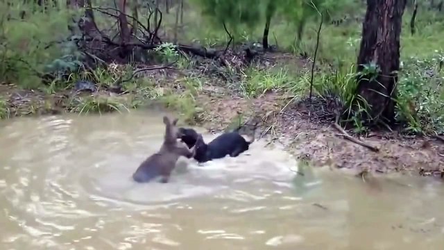Собака нападает на кенгуру - чупакабру !