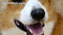 Afro Goro / アフロ ゴローさん 20140916 Goro@Welsh corgi コーギー