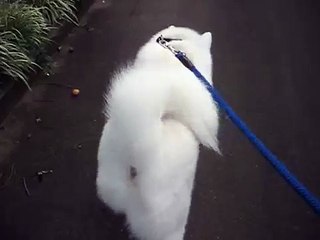 秋田犬のおしりフリフリ歩き【akita inu】