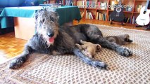 Irish Wolfhound vs 2 Kangals