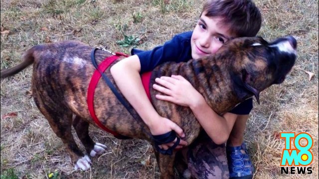 Героический питбуль спас ребёнка от пчёл