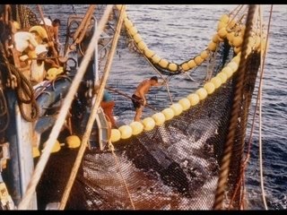 Pêche au thon tropical à la senne