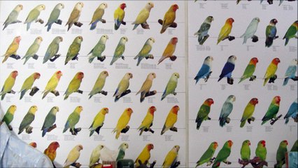 Agapornis posters exhibition:) M|A|R|R|S (AA) Anitiиa (The First Time I See She Dance)