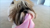 Shih Tzu dog Lacey playing with her pink puppy blanket